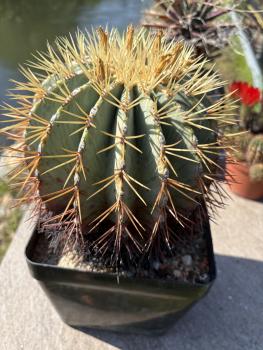 Ferocactus glaucescens